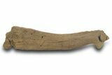 Hadrosaur (Edmontosaurus) Spinous Process - Wyoming #377982-1